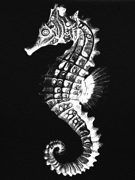 Seepferdchen Silhouette Nautik