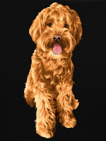 Goldendoodle Schnoodle