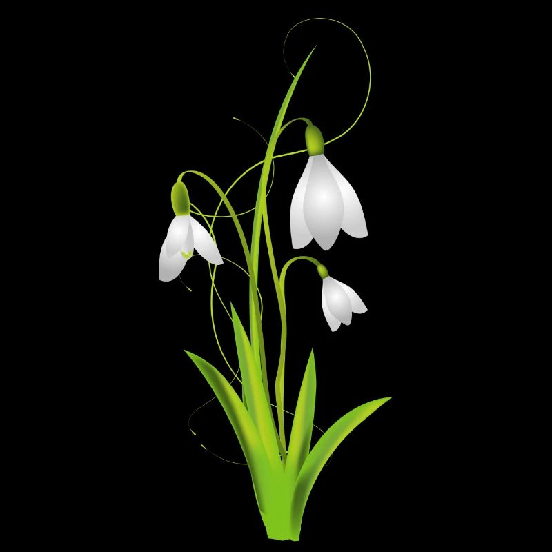 Snowdrops as beautiful spring flowers