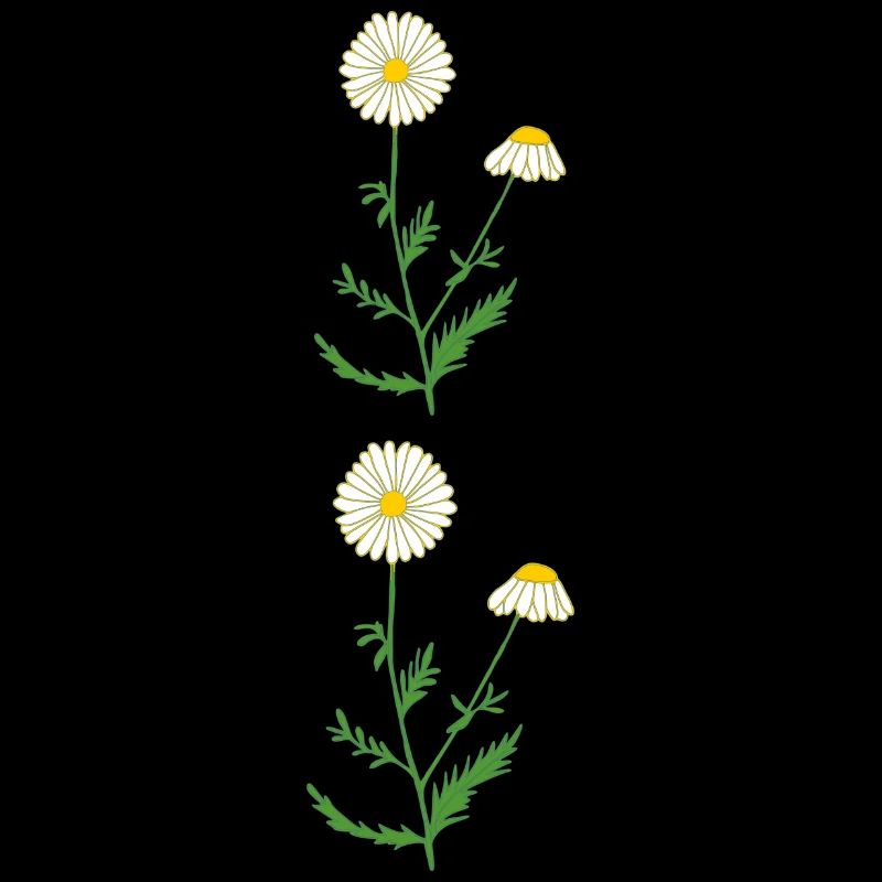camomile