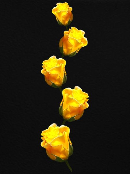yellow roses