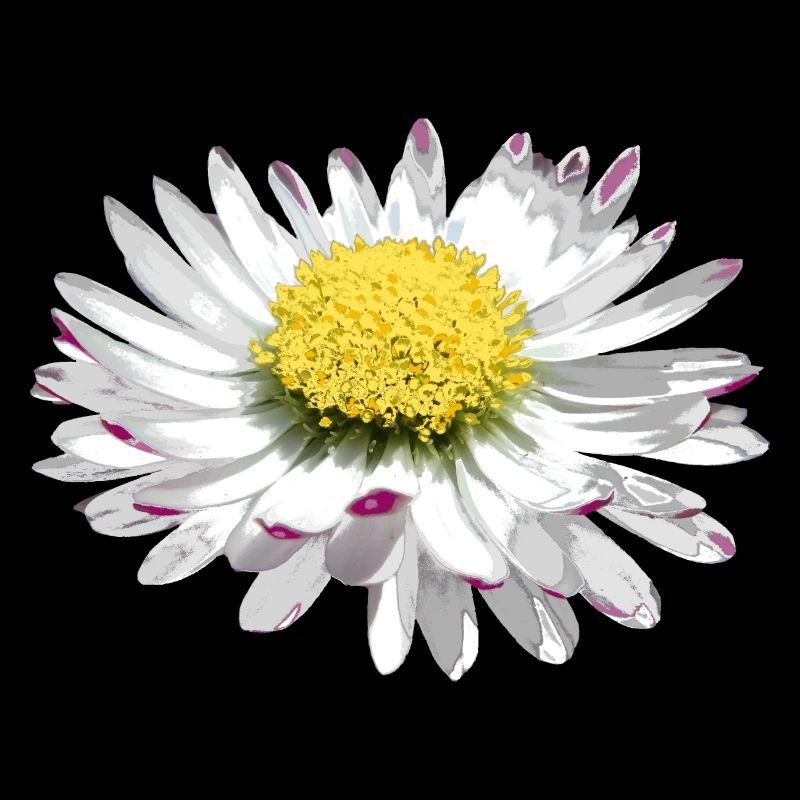 wundervolles Gänseblümchen, Daisy, Blume, Blüte