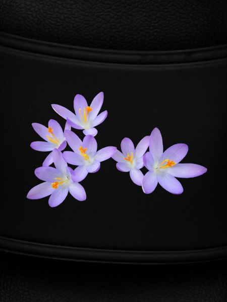 Purple spring flowers (crocus)