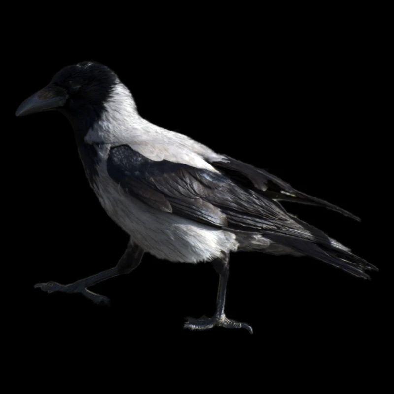 Un petit pas par un corbeau