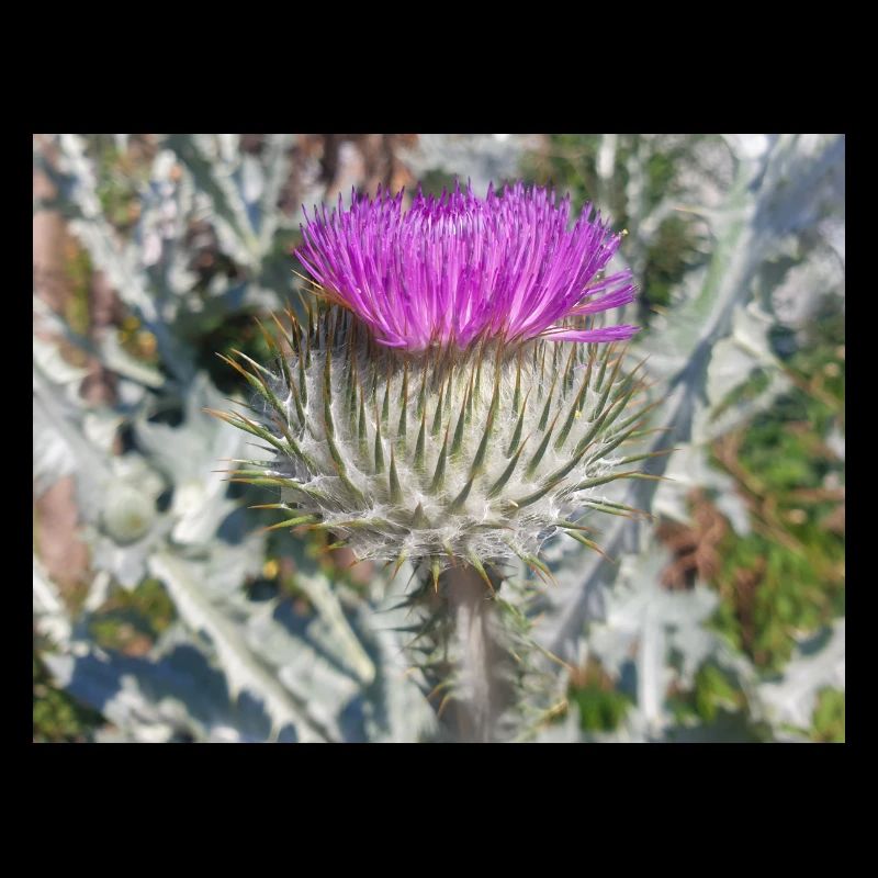 Scotch cotton thistle also woolly thistle