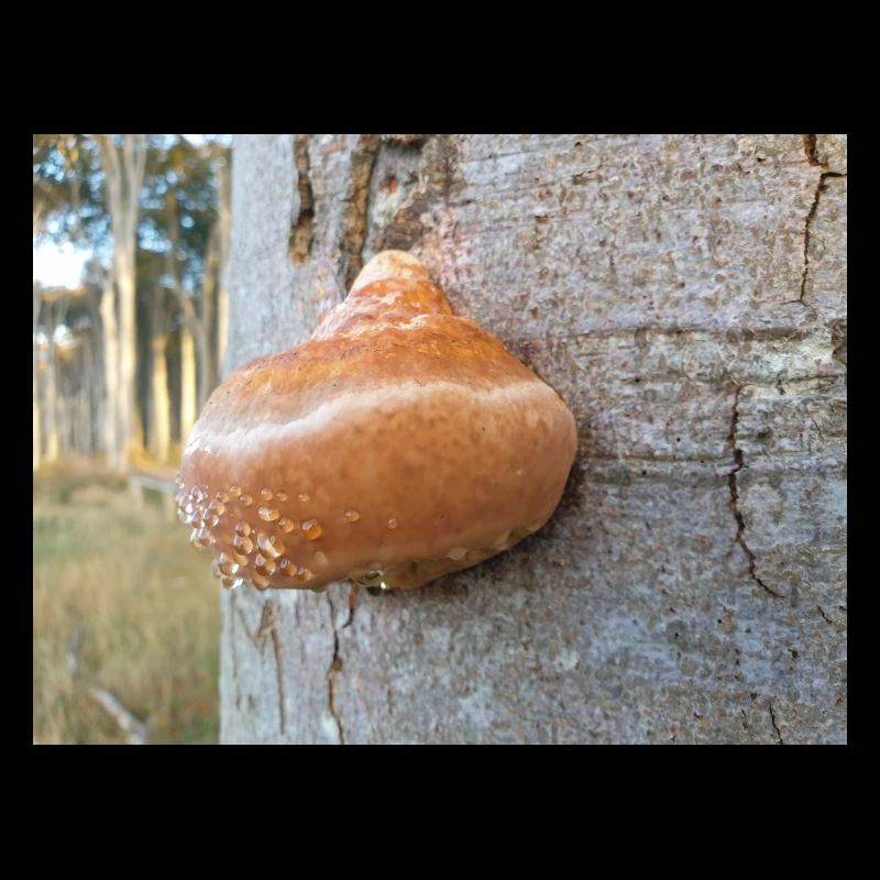champignon à bande rouge également polypore à bandes rouges
