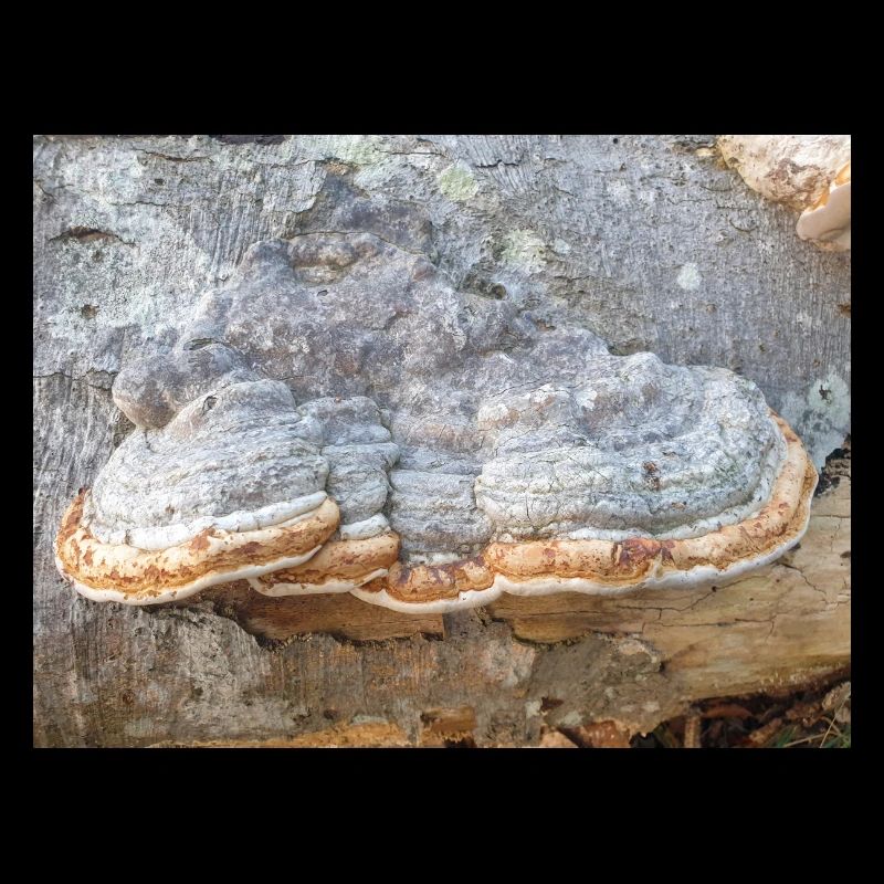 surgeon's agaric also tinder fungus Zunderschwamm