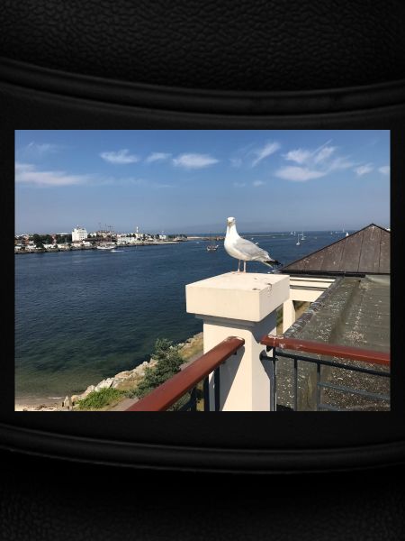 Möwe über Küstenbalkon