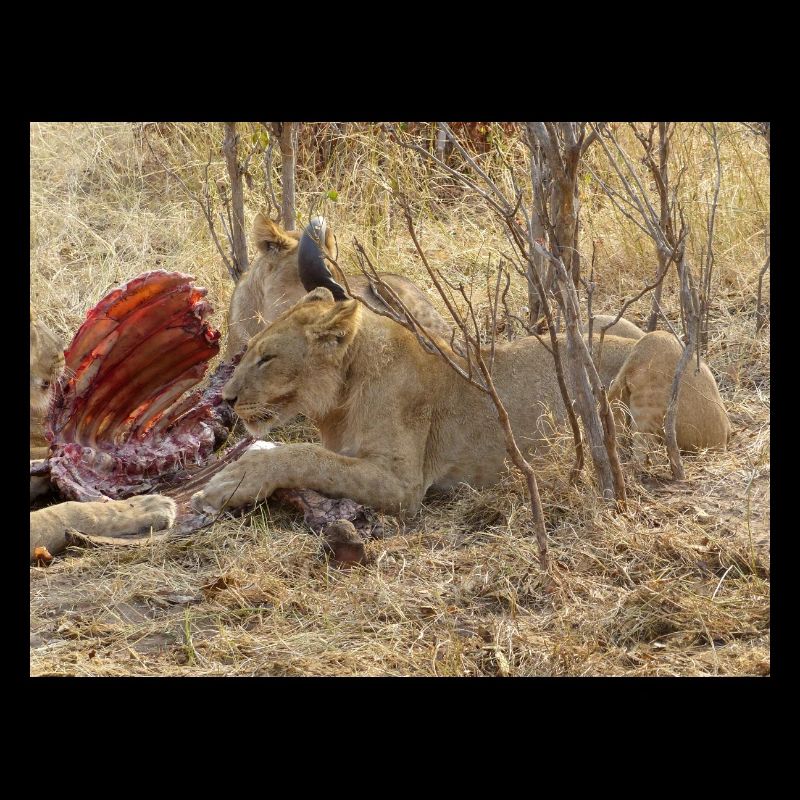 une meute de lions mangeant dans le parc national de Chobe sur S