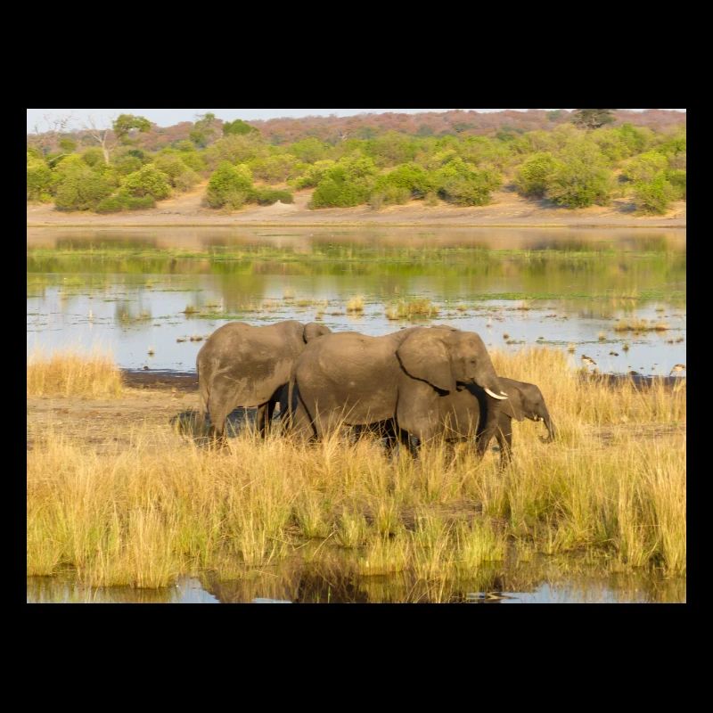 Elefanten am Wasser in Namibia Afrika