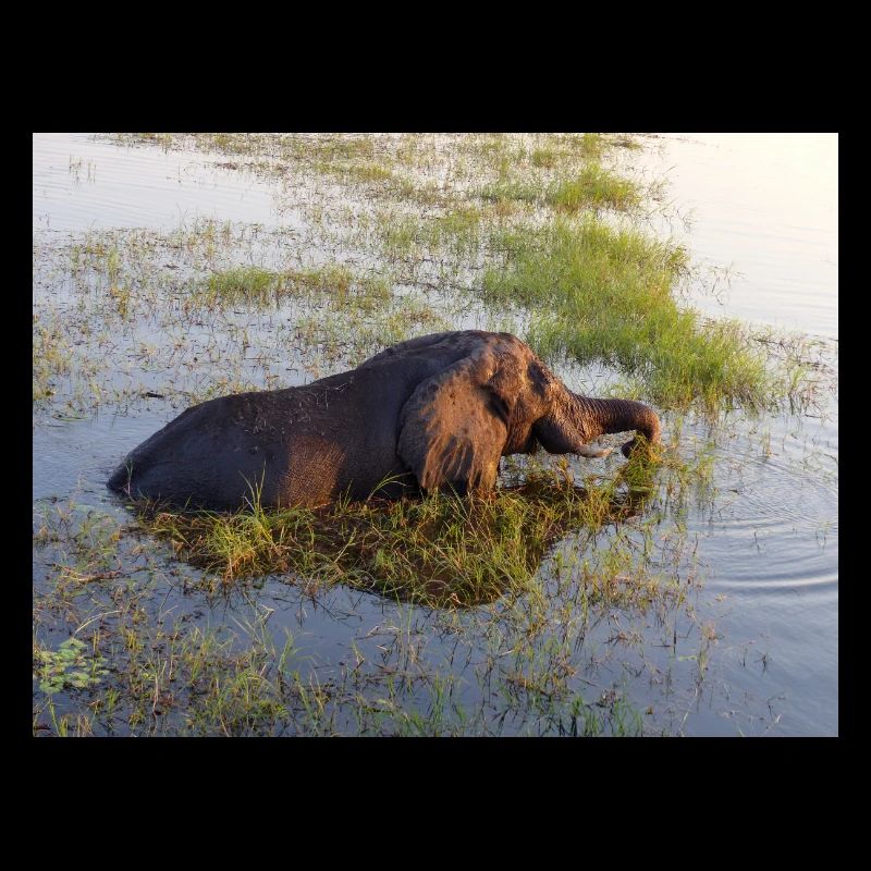 Elefant am Wasser in Namibia Afrika