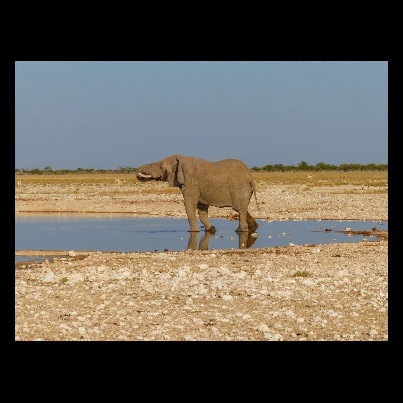 éléphant et paysage dans un parc national d’Etosha