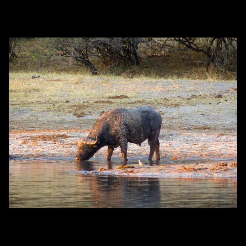 Paysage à la rivière Cubango avec le buffle du Cap