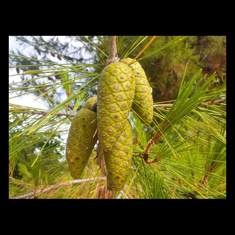 Aleppo pine also Jerusalem pine Aleppo-Kiefer