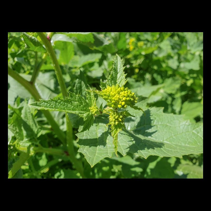black mustard (in german Schwarzer Senf) Rhamphosp