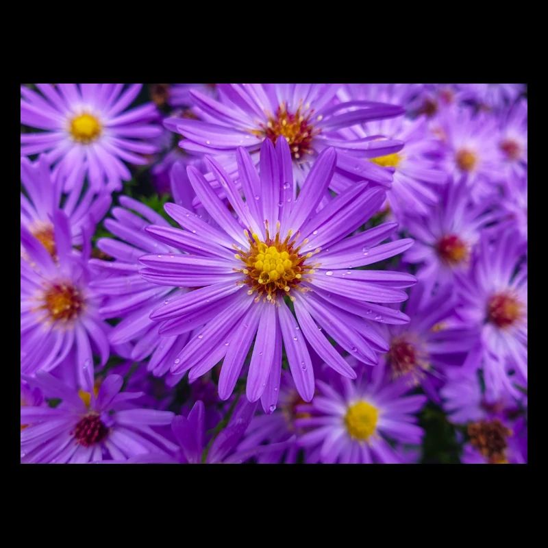 Neuengland-Aster auch behaartes Michaelmas-Gänseblümchen