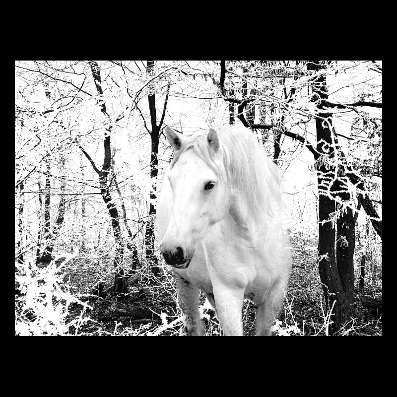 weißes Pferd im Winterwald