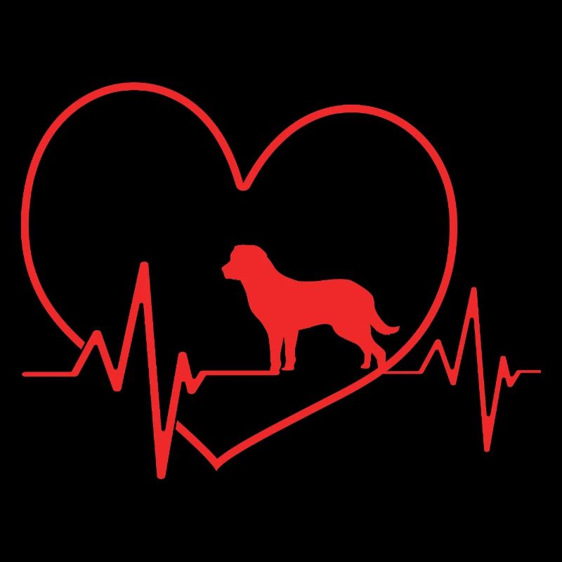 Retriever de la baie de Chesapeake