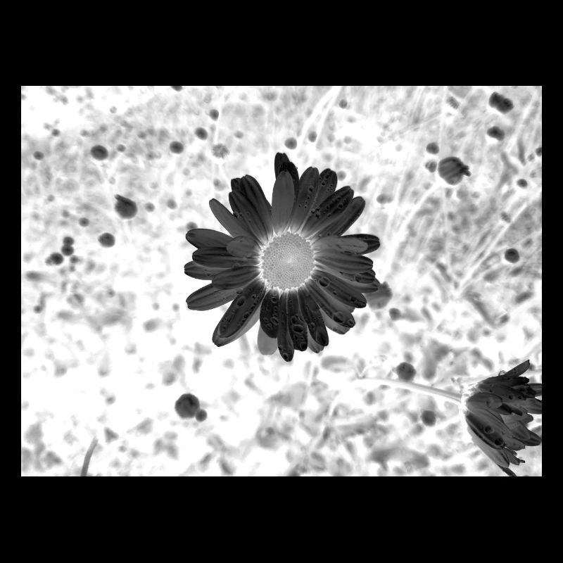 Cercle de fleurs monochrome
