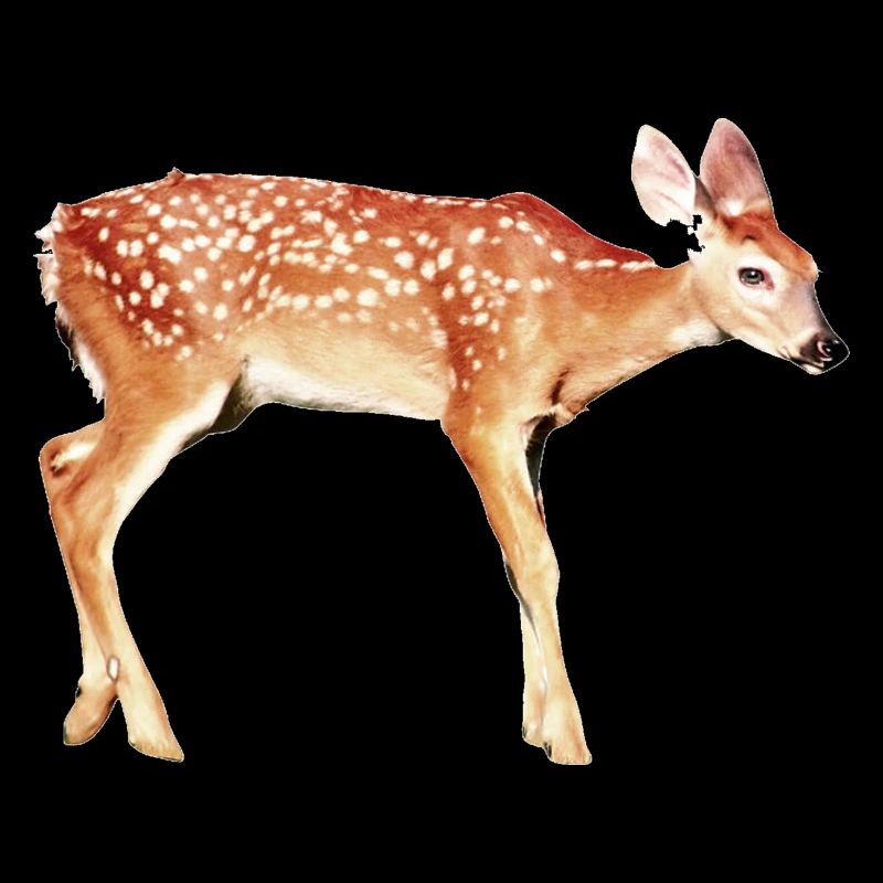 Deer Bambi