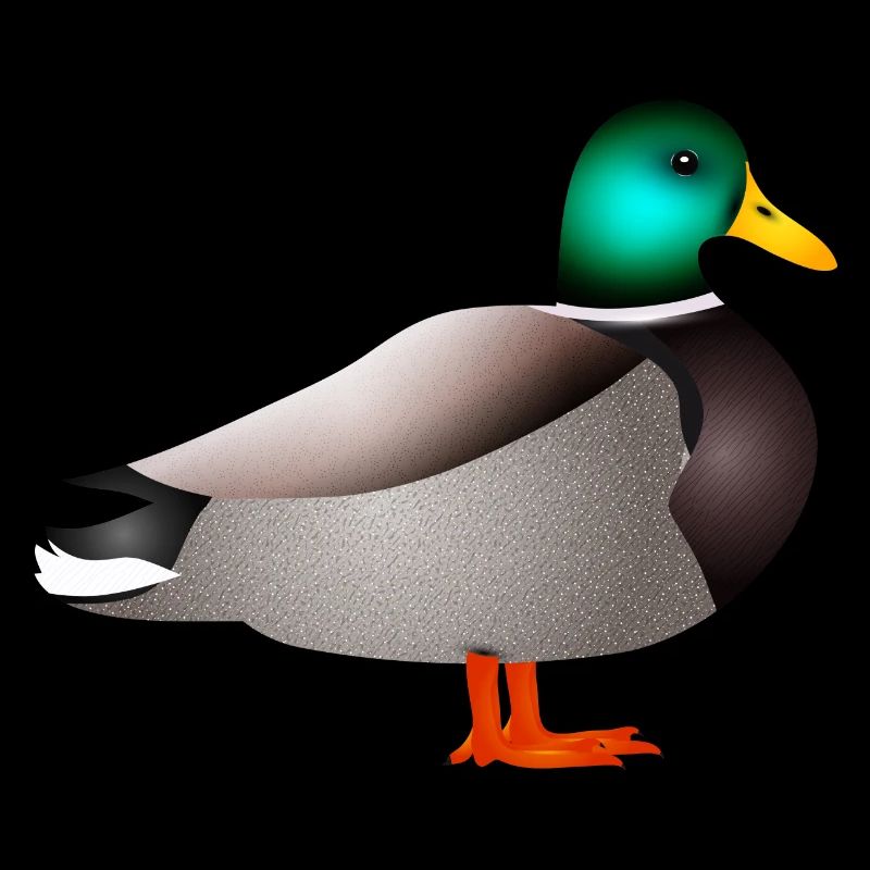 hand-drawn male duck or duck