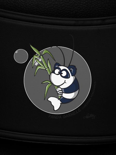 Panda Garnele
