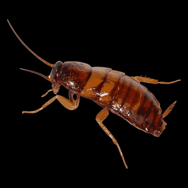 Cockroach insect cockroach cockroach