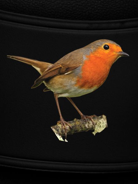 Rotkehlchen1 Robin