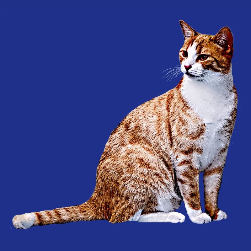 Chat chat chat Cat Cat