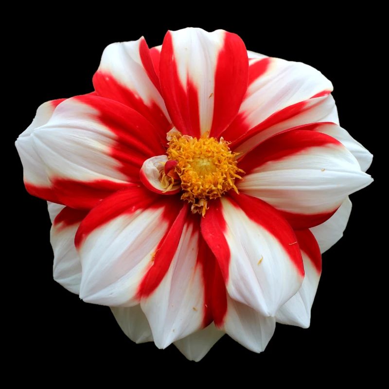 Fleur Blanche Rouge Rouge Fleur Fleurs Rouge Fleurs Blanches