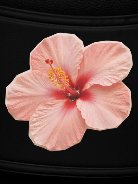 Hibiscus Peach