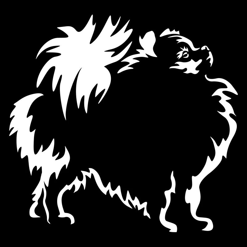 Zwergspitz "Black Edition"