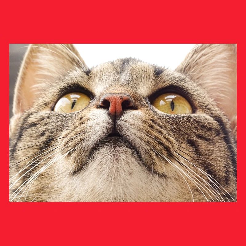 Visage de chat Minka
