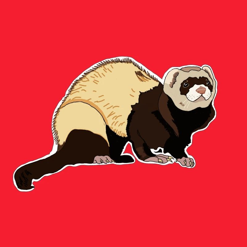Ferret