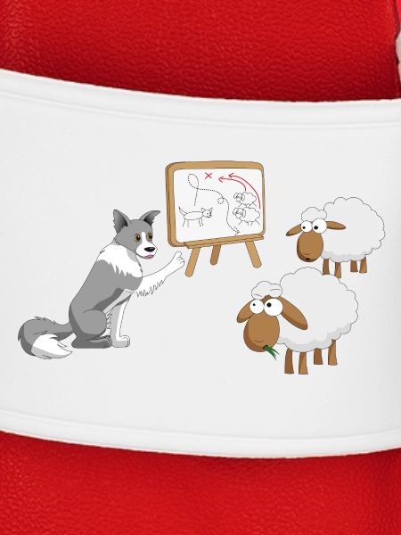 Border Collie Coach