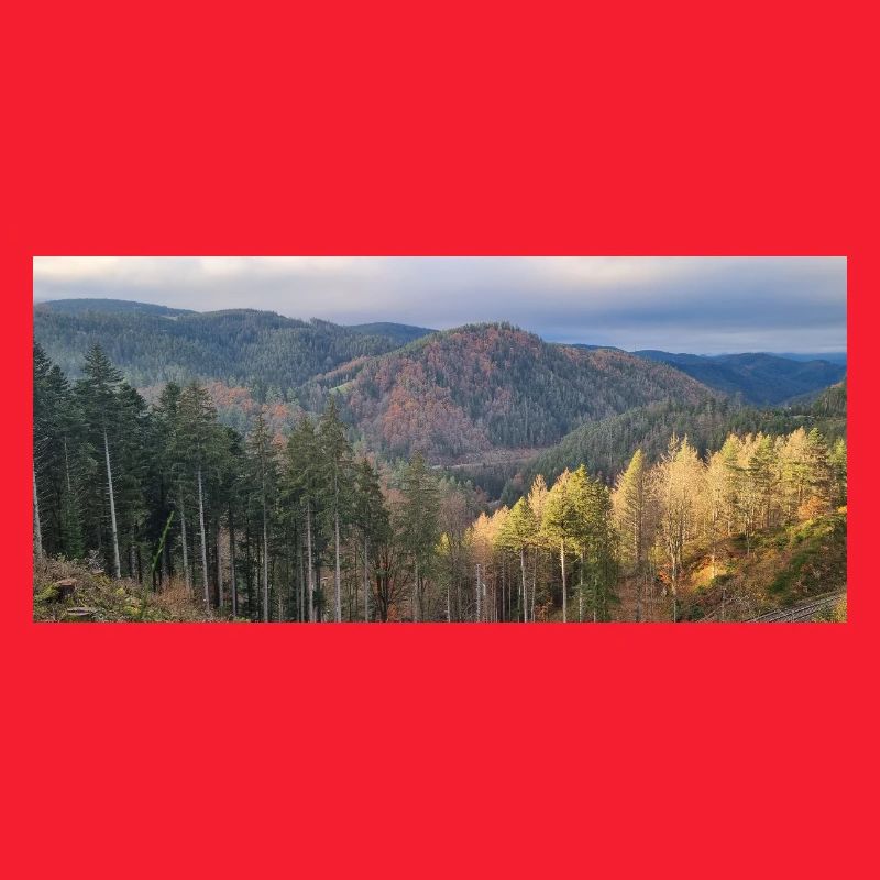 Herbstliche Waldlandschaft mit Sonnenlicht
