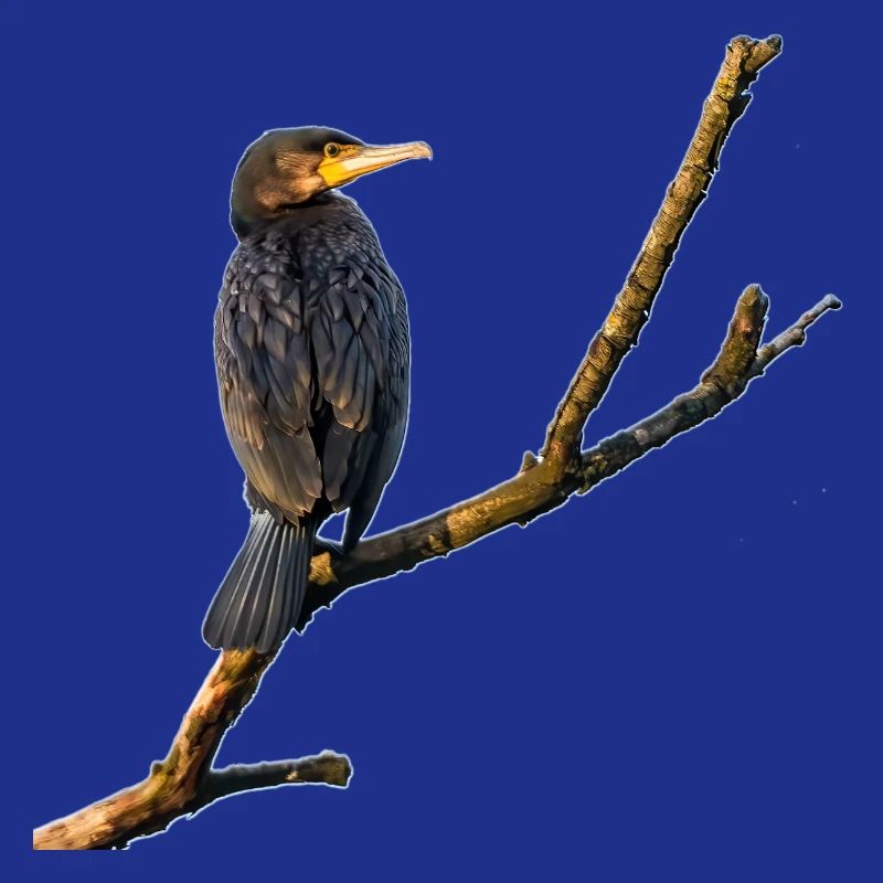 Kormoran