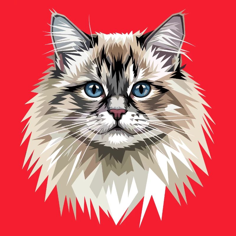 Ragdoll Chat Ragdoll Chat Mignons Chats Ragdoll