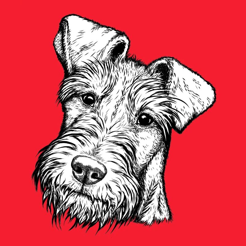 Irish Terrier Portrait frontal