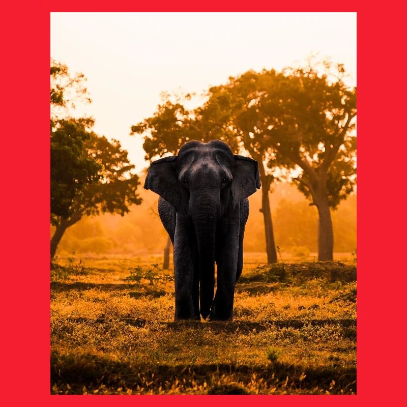 éléphant-arbre-coucher de soleil-lever de soleil