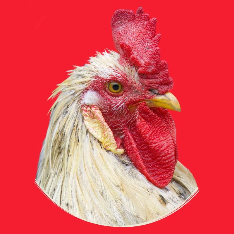 Rooster Cockscomb Chicken Specimen