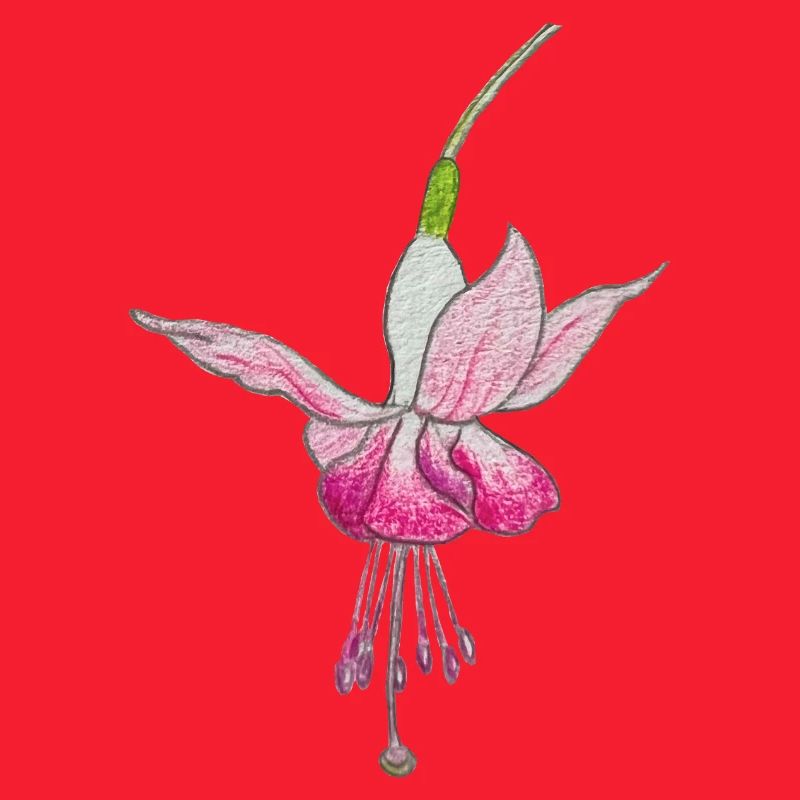 Fuchsienblüte