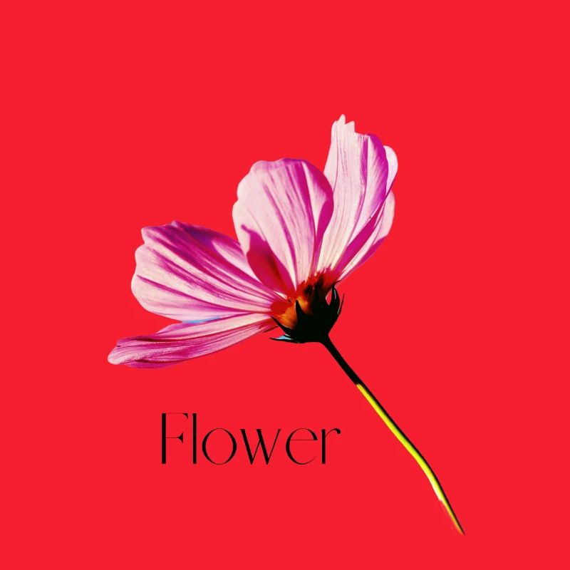 Blume