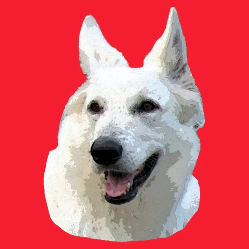Berger Blanc