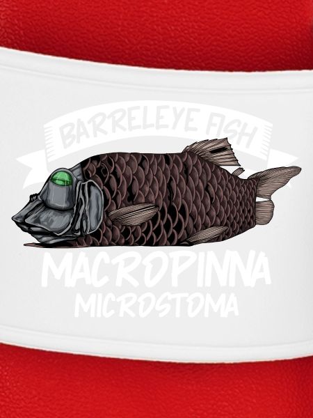 Tiefsee Monster - Barreleye-Fisch