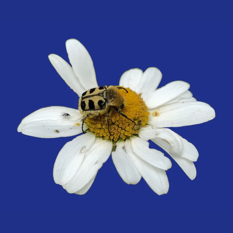 Pinselkäfer