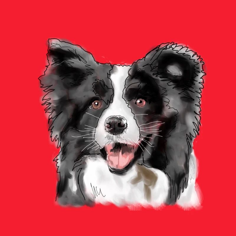 Border Collie