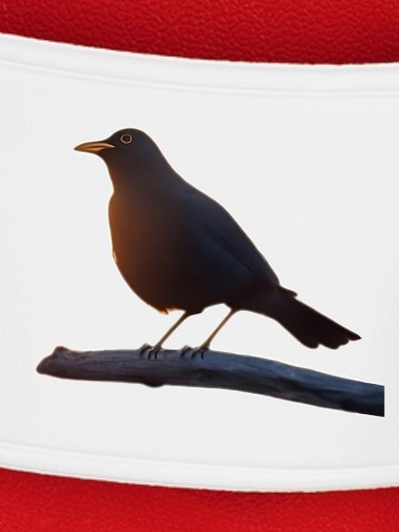 Amsel