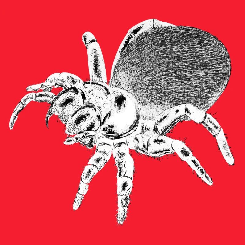 Spinne - Insekt