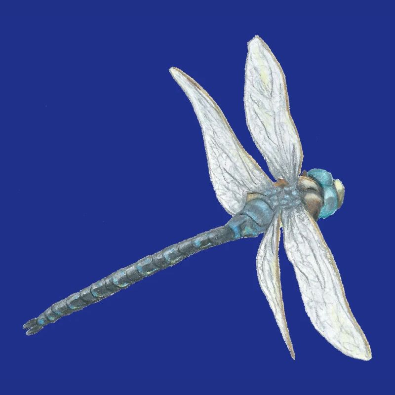 Illustration de libellule sarcelle